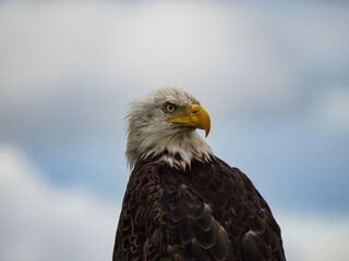 Bald Eagle Looking Intently Backwards