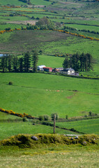 landscape with sheep in the field