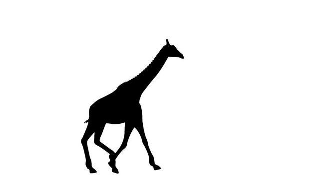 Giraffe silhouette walking across screen