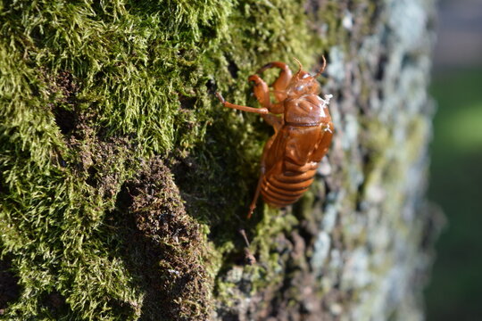 Uka Bilder Durchsuchen 362 Archivfotos, und Videos