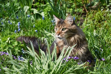 Naklejka na ściany i meble Tabby Maine Coon cat walking in a blooming meadow. Pet walking in the outdoors. Cat close-up. Domestic cat in the garden