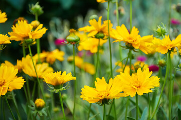Yellow coreopsis in the summer garden close-up
