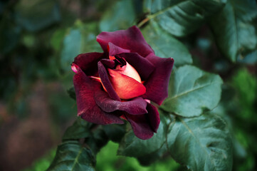 Dark red rose with a yellow center in the garden close-up. Beautiful floral background. Valentine's...