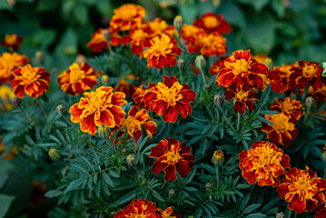 Obraz na płótnie Canvas Blooming marigold flowers in the garden