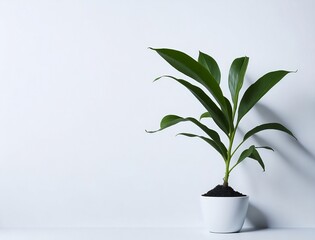 A houseplant on a white background, created with Generative AI technology.	