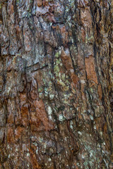 bark of a tree