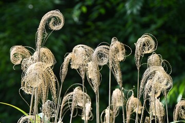 Withered japanese pampas grass.Seasonal background material. Poaceae perennial plants. Flower...