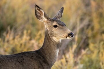 Portrait of a doe, a female mule deer