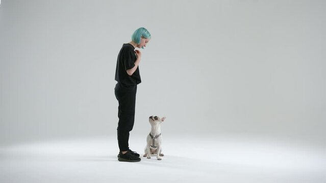 French bulldog performs the up command jumping high. Food as reward. Young female master praises the dog for performing command and gives food from hands. High quality 4k footage