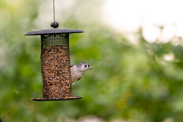 Bird on Feeder