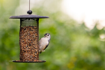 Bird on Feeder