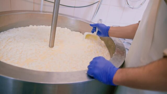 milk mixing at cheese factory cheese maker checks cheese by hand in large tank Pasteurization Cheese production at cheese factory