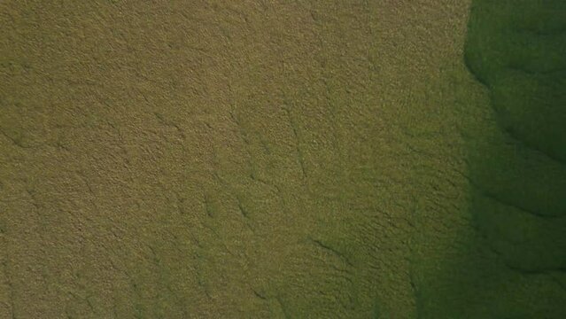 Incredible aerial image of the beautiful green river with the bank of yellowish sands of San Francisco in northeastern Brazil
