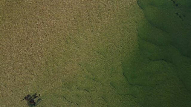 Incredible aerial image of the beautiful green river with the bank of yellowish sands of San Francisco in northeastern Brazil
