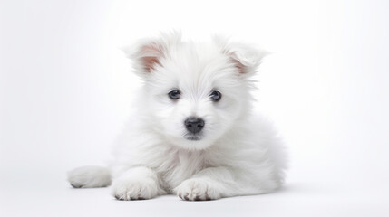 Fototapeta na wymiar Adorable dog on a white background in different poses. Dog for advertisement. Bottomless dog. Puppy with white background. AI generated image. 