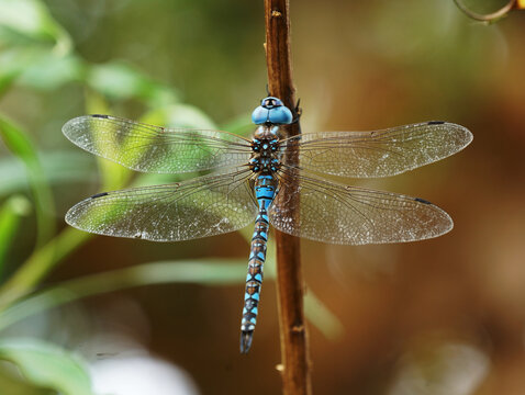 Macro photo of blue-eyed Darner clinging to a twig