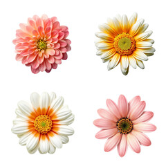 Selection of Various Flowers Isolated on Transparent Background. Created with Generative AI Technology