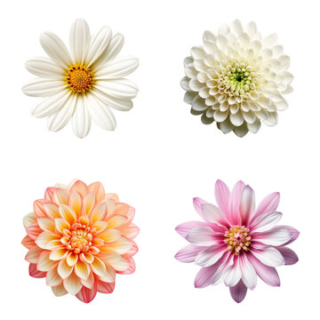 Selection of Various Flowers Isolated on Transparent Background. Created with Generative AI Technology