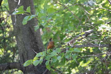 Fototapeta premium robin bird in my yard
