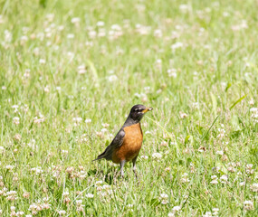 Robin birds resting in the yard looking for worms