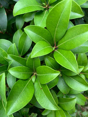 green leaves background