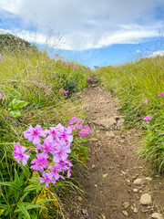 Obraz premium flowered path on the hill