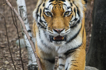 tiger in the zoo