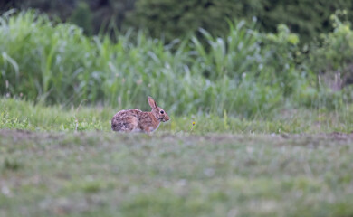 rabbit playing in my side yard dibbling on grass