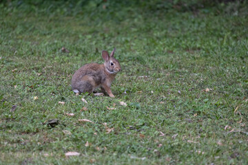 rabbit playing in my side yard dibbling on grass