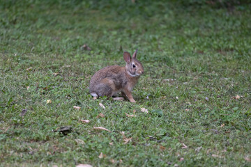 Naklejka na ściany i meble rabbit playing in my side yard dibbling on grass