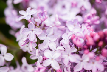 pink flowers of a lilac