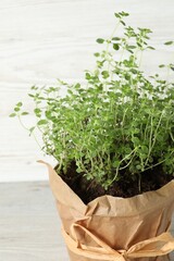 Aromatic green potted thyme on light wooden table, closeup