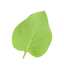 Obraz premium One green lilac leaf isolated on white