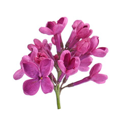 Fototapeta na wymiar Beautiful fragrant lilac flowers on white background