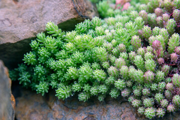 Close-up green flower, highlighting macro photography and natural plant beauty.