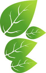 green leaf. icons of green leaf. Eco friendly style.spring leaves, herbal elements. Can be used as sign, symbol, icon or logo.