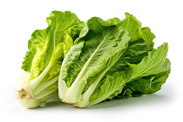 Escarole lettuce on white background generative ai