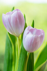 Tulip flower with green leaf over blur greenery background, Tulip flower on green natural Blur background.	
