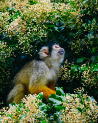 Squirrel monkey sitting