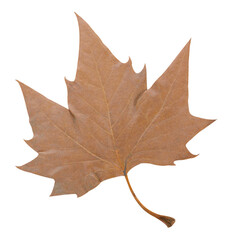 Dry maple leaf transparent png.