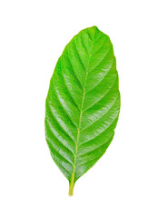 Fresh green leaves transparent png