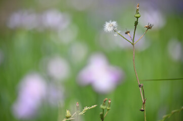 綿毛も終わりをつげ花菖蒲に