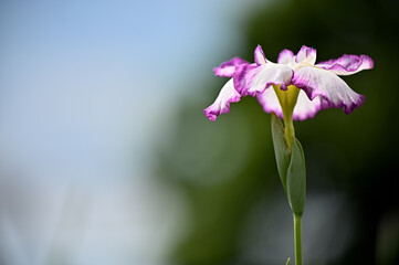 六月に艶やかに咲き誇る花菖蒲