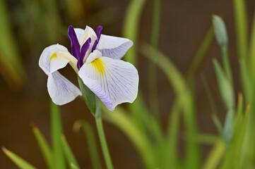 六月に艶やかに咲き誇る花菖蒲
