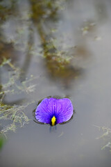 花菖蒲の花弁が寂しく水面に浮いています