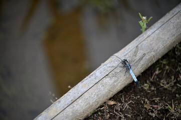 花菖蒲が咲き誇る水辺で休むトンボ