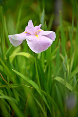 六月に艶やかに咲き誇る花菖蒲