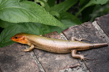 Broad Headed Skink during breeding season