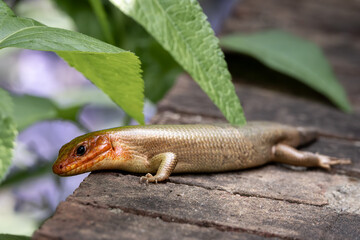 Broad Headed Skink during breeding season
