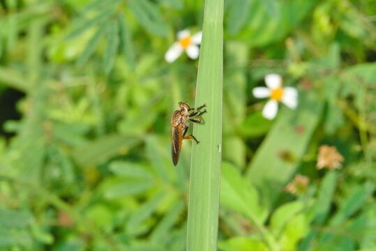 roberfly perched on weeds in the morning, wild insects, dragonflies